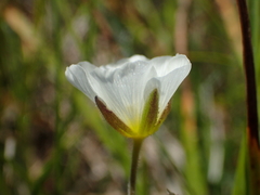 Cherleria capillacea