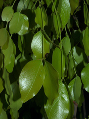 Brachystegia spiciformis