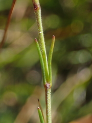 Cherleria capillacea