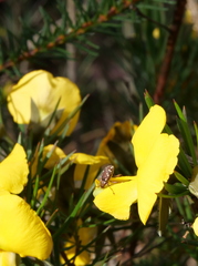 Meriphus guttatus
