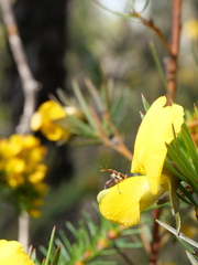 Meriphus guttatus