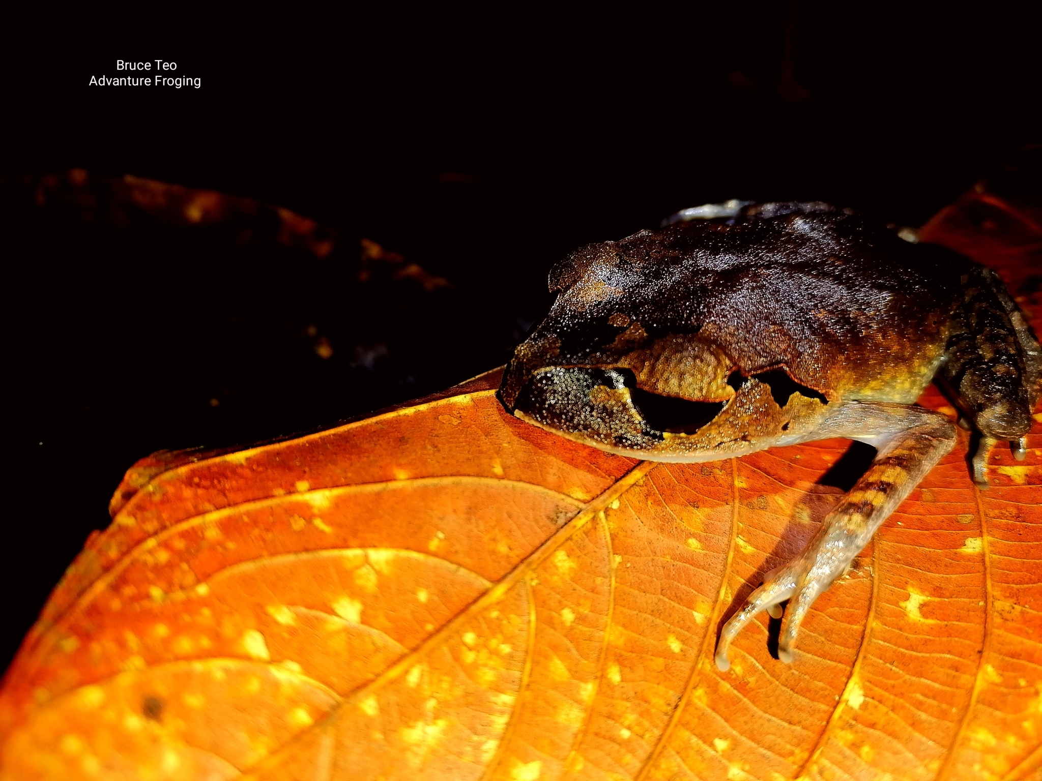 Leptobrachium abbotti (Cochran, 1926)