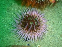 Anthopleura michaelseni