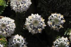 Lachnaea pomposa