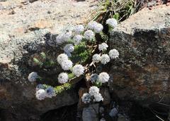 Lachnaea pomposa
