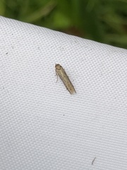 Blastobasis adustella