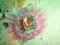 Anthopleura michaelseni