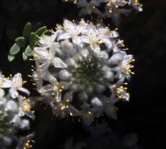 Lachnaea pomposa