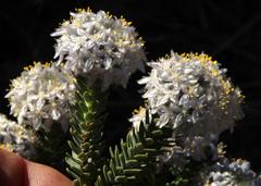 Lachnaea pomposa