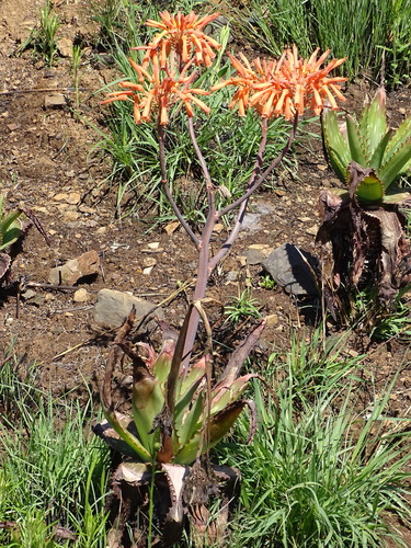 Aloe maculata