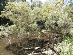 Leptospermum brachyandrum