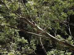 Leptospermum brachyandrum