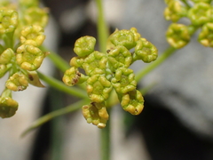 Bupleurum petraeum