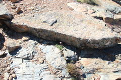 Dimorphotheca montana