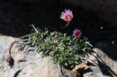 Dimorphotheca montana