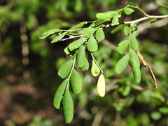 Synostemon albiflorus