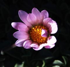 Dimorphotheca montana