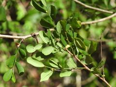 Synostemon albiflorus
