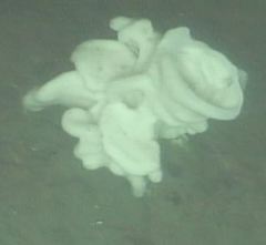 Aphrocallistidae