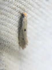 Tinea trinotella