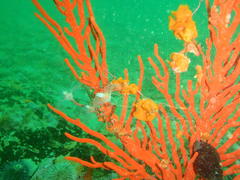 Tubulariidae