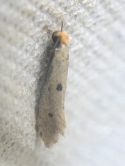 Tinea trinotella