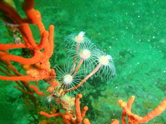 Tubulariidae
