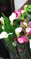 Zantedeschia aethiopica