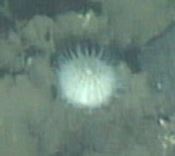 Strongylocentrotus pallidus