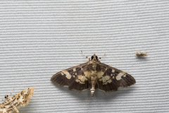 Uresiphita quinquigera