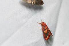 Matsumursine horishanella