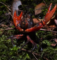 Euastacus