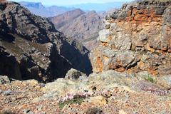 Dimorphotheca montana