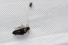 Sorineuchora nigra