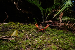 Euastacus