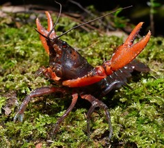 Euastacus