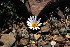 Dimorphotheca montana