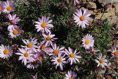 Dimorphotheca montana