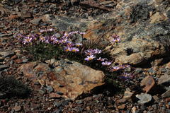 Dimorphotheca montana