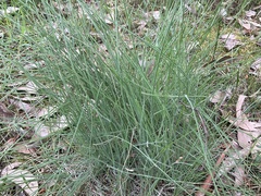 Poa morrisii