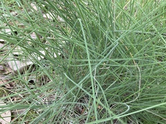 Poa morrisii