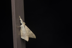 Oxyodes scrobiculata