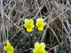 Viola langeana