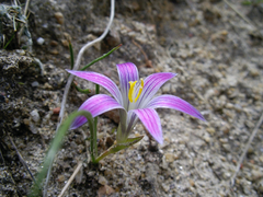 Romulea ramiflora