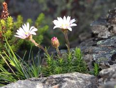 Polyarrhena imbricata