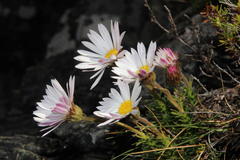 Polyarrhena imbricata