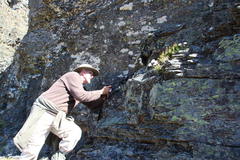 Polyarrhena imbricata