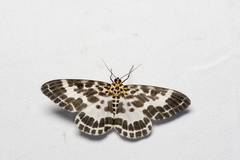 Pogonopygia nigralbata