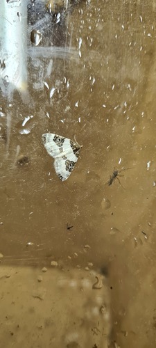 Blue-bordered Carpet, De Marne, Groningen, Netherlands, photo 4 of 10