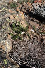 Polyarrhena imbricata